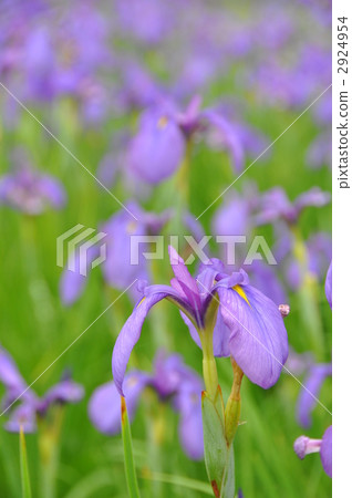 Phantom flower = flower stain = 2924954