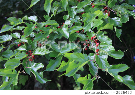 中國桑樹 水果 植物 2926453
