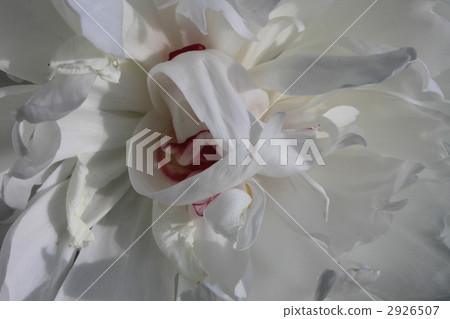 中國牡丹 牡丹科 植物 2926507