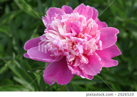 中國牡丹 牡丹科 植物 2926520