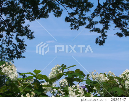 Two-fold bloom Kashiwaba Hydrangea (Kashiba hydrangea) and blue sky frame 2926547