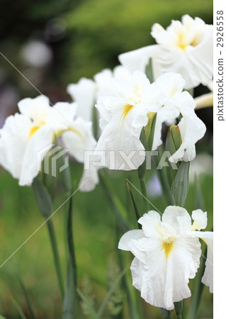 Oirifuma Orihime Star Vega（東京·堀江鳶尾花園） 2926558