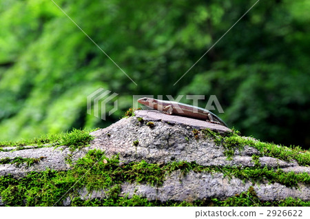 蜥蜴 日本蜥蜴 爬行動物 2926622