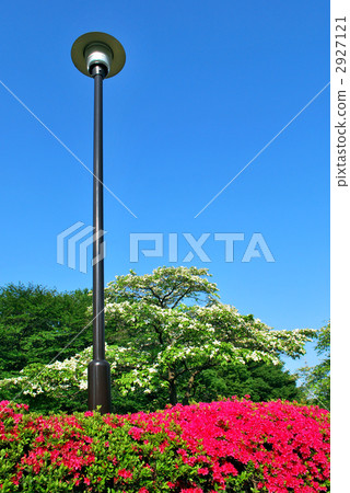 路燈 杜鵑花 關東 2927121