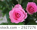 玫瑰花 花朵 花 2927276