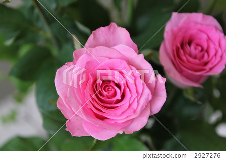 玫瑰花 花朵 花 2927276