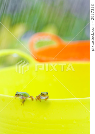 樹蛙 青蛙 雨季的景色 2927338