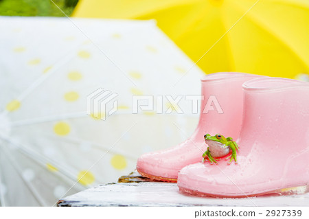 樹蛙 森林綠樹蛙 青蛙 2927339