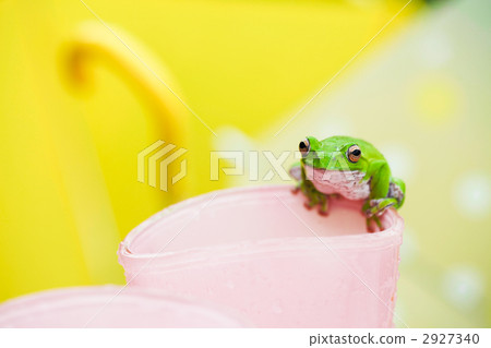 消防膠靴 兩棲的 一隻兩棲動物 2927340