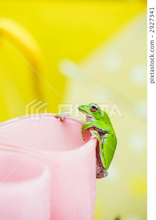 rhacophorus arboreus, forest green tree frog, frog 2927341