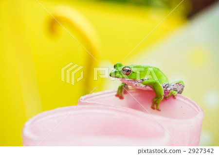 rhacophorus arboreus, forest green tree frog, frog 2927342