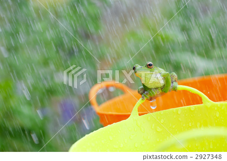 amphibian, amphibians, an amphibian 2927348