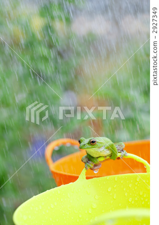 rhacophorus arboreus, forest green tree frog, frog 2927349