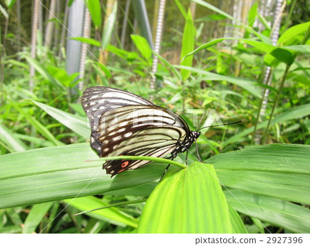 Red-faced red turtle Red-faced red turtle 2927396