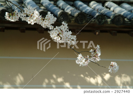 Sakura on the side of the soil wall Sakura on the side of the soil wall 2927440