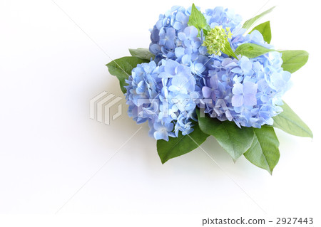 Arranging hydrangeas 2927443