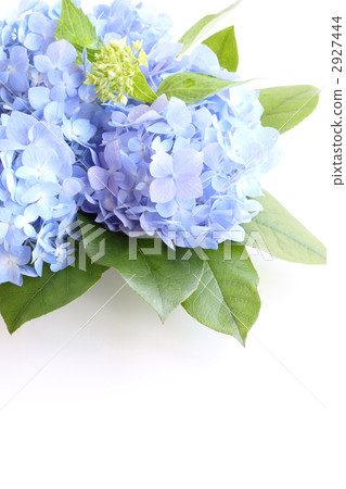Arrangement of hydrangeas (vertically) 2927444