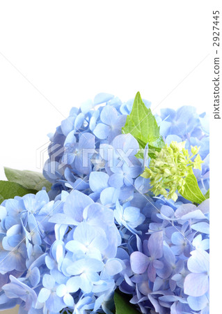 繡球花排列（垂直向下） 2927445