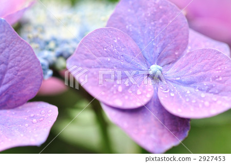  Gaku hydrangea 2927453