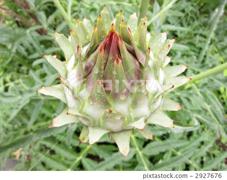 artichoke 2927676