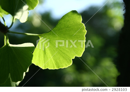 銀杏葉 銀杏葉 2928103
