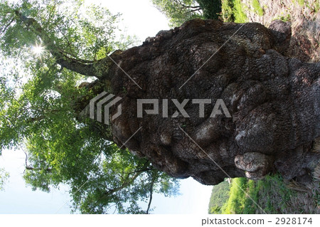 Independence Independence 2928174