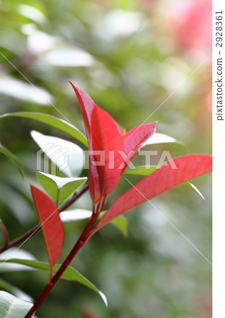 cannadorobi新的葉子 2928361