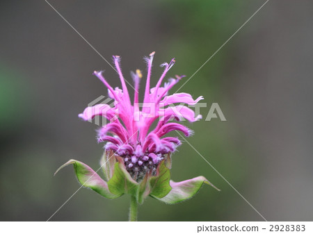 Close-up of Toramakana 2928383