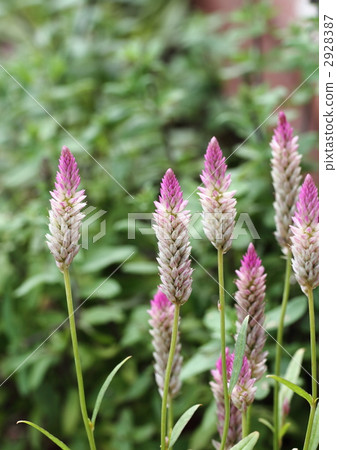 Horn-shaped field cock 2928387