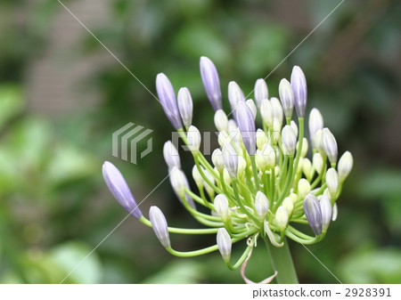 Agapanthus花蕾 2928391