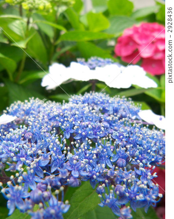  Gaku hydrangea 2928436