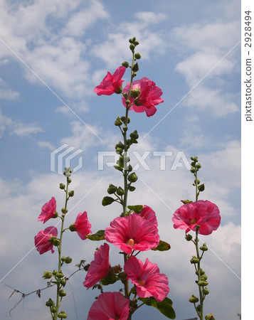hollyhock, common hollyhock, bloom 2928494