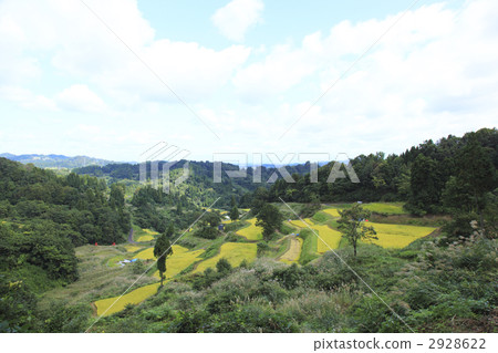  Gamo的水稻梯田 2928622