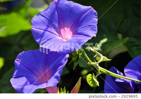 牽牛花 日本牽牛花 日光 2929695