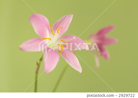 Zephyrinus 1 2929722