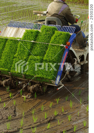 水稻種植 2930100