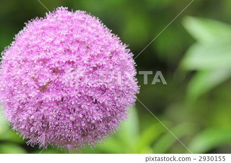 Allium Gigantu 2930155
