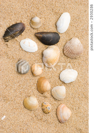 貝殼 外殼 殼 2930286