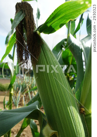 Corn harvest soon 2930323