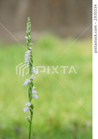 螺絲香蕉 螺絲香蕉 2930334