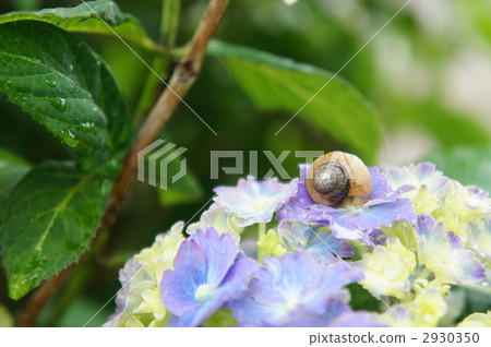 Hydrangea and snail 2930350