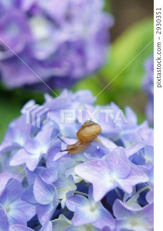 Hydrangea and snail 2930351