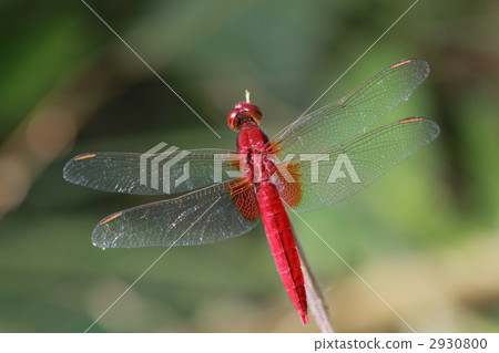 少女蜻蜓 2930800