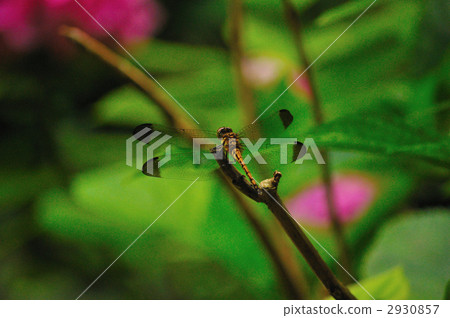 裁剪標記 2930857