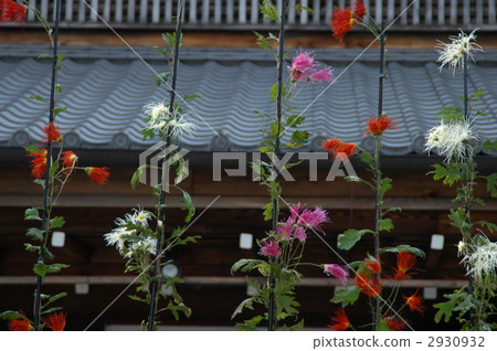 Kyoto Saga Chrysanthemum 2930932