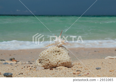 骨螺 藍色的海洋 沙灘 2931065