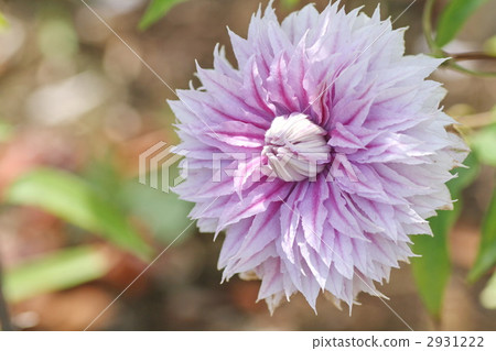 clematis, buttercup, buttercups 2931222