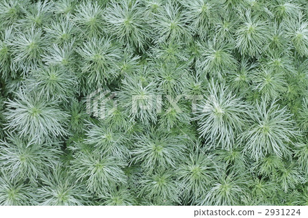 japanese mugwort, mugwort, chrysanthemum 2931224