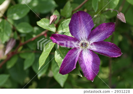 clematis, buttercup, buttercups 2931228