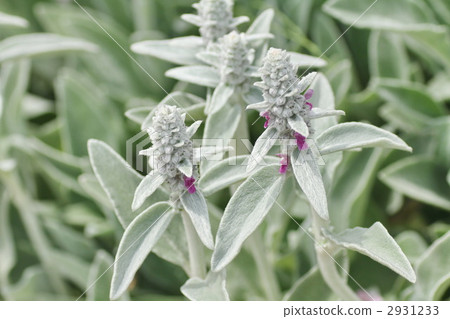 lamb's ear, herb, herbal 2931233